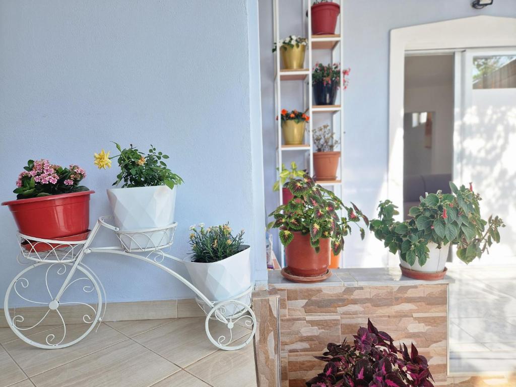 Sala apartment’s - Image 1